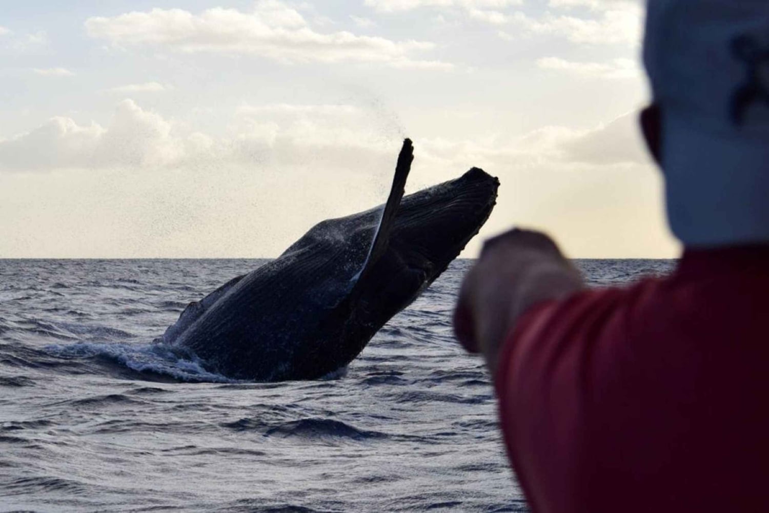 Honolulu: Small-Group Whale Watching Raft Adventure