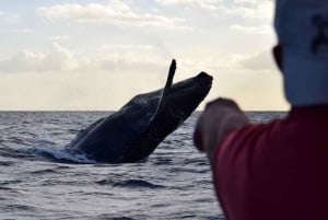 Honolulu: Small-Group Whale Watching Raft Adventure