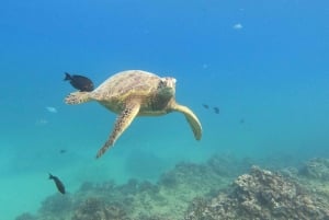 Honolulu: Snorkelen met schildpadden, waterscooter, paddleboard
