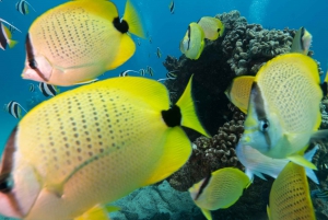 Oahu: Honolulu Turtle Canyon Snorkeling Tour