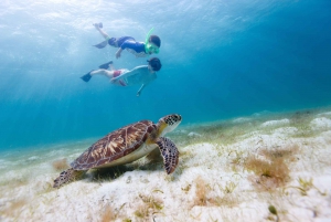 Honolulu> Wycieczka z nurkowaniem i pływaniem do Kanionu Żółwi Waikiki