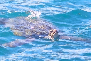 Honolulu> Wycieczka z nurkowaniem i pływaniem do Kanionu Żółwi Waikiki
