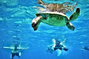 Honolulu> Wycieczka z nurkowaniem i pływaniem do Kanionu Żółwi Waikiki