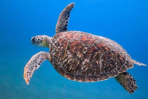 Honolulu> Wycieczka z nurkowaniem i pływaniem do Kanionu Żółwi Waikiki