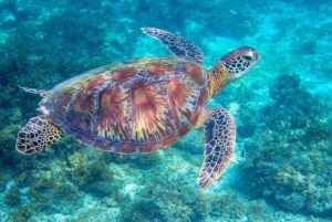 Honolulu> Wycieczka z nurkowaniem i pływaniem do Kanionu Żółwi Waikiki