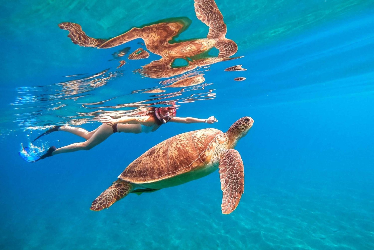 Honolulu:Schildkrötenschnorcheln (aufregende 20-Fuß-Sprungplattform)