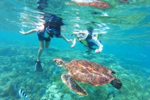 Honolulu: Waikiki Turtle Snorkeling Tour & 30ft Jump