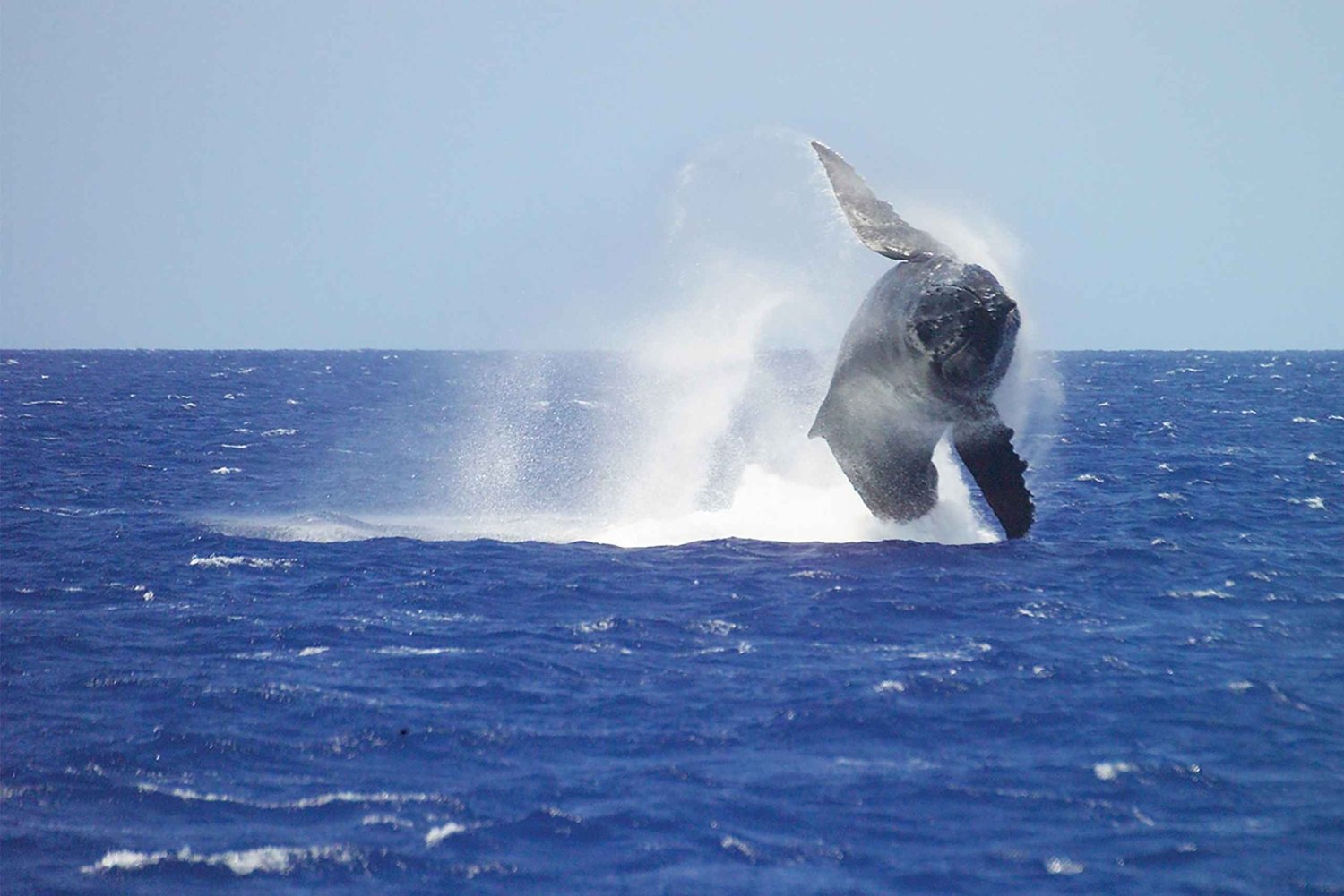 Honolulu : croisière d'observation des baleines avec petit-déjeuner