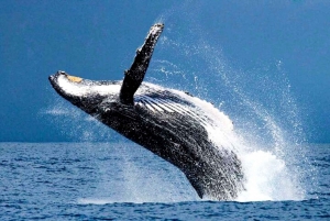 Honolulu: Whale Watching Cruise with Pickup and Drop-Off