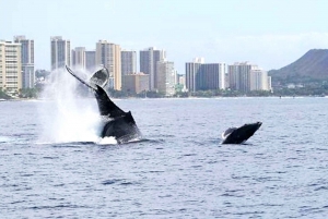 Honolulu: Whale Watching Cruise with Pickup and Drop-Off
