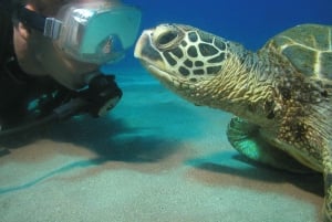 Lahaina : Intro Scuba Reef Dive Kaanapali pour les bons nageurs