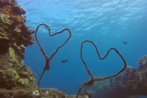Lahaina : Intro Scuba Reef Dive Kaanapali pour les bons nageurs