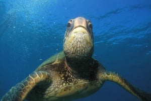 Lahaina : Intro Scuba Reef Dive Kaanapali pour les bons nageurs