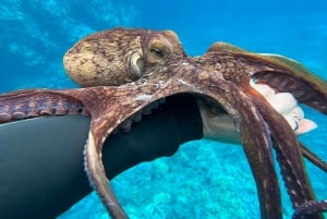 Island of Maui Customized Half-Day Private Tour