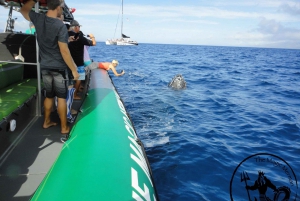 Ka'anapali: Whale Watching Bootstour