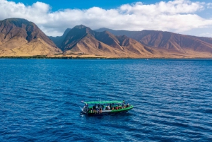 Ka'anapali: Whale Watching Bootstour