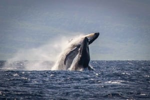 Kaanapali: Hvalsafari med åben bar