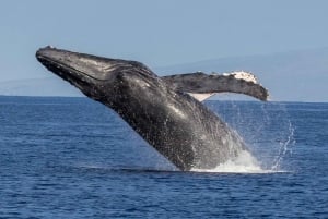 Kaanapali: crociera di avvistamento balene con open bar
