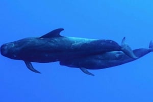 Kailua-Kona: Aquatic Safari Schnorchelabenteuer