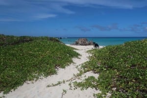 Kailua-Kona: Aquatic Safari Schnorchelabenteuer