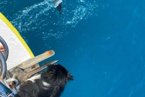Kailua-Kona: Aquatic Safari Schnorchelabenteuer
