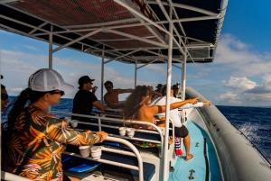 Kailua-Kona: Big Island Morning Snorkeling Tour with Lunch