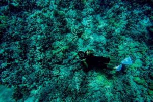 Kailua-Kona: Big Island Morning Snorkeling Tour with Lunch