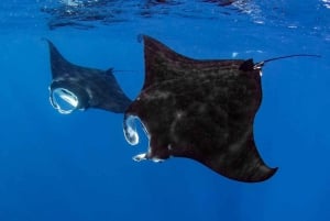 Kailua Kona: Delfin, Meereshöhle und Captain Cook Schnorcheltour