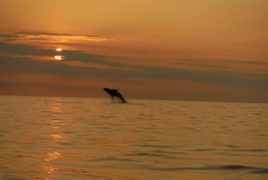 Kailua-Kona: Observación de Delfines y Excursión de Esnórquel de Doble Arrecife