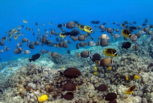 Kailua-Kona: Observación de Delfines y Excursión de Esnórquel de Doble Arrecife