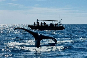 Kailua-Kona: Observación de Delfines y Excursión de Esnórquel de Doble Arrecife