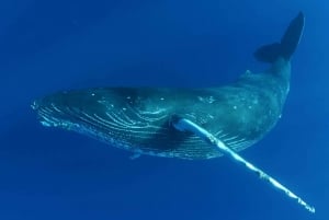 Kailua Kona : Croisière aventure pour l'observation des baleines à bosse
