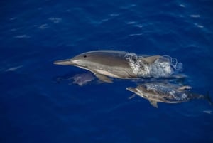 Kailua Kona: Äventyrskryssning för att titta på knölvalar