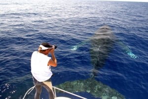 Kailua Kona : Croisière aventure pour l'observation des baleines à bosse