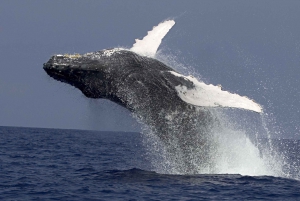 Kailua Kona: Humpback Whale Watching Adventure Cruise