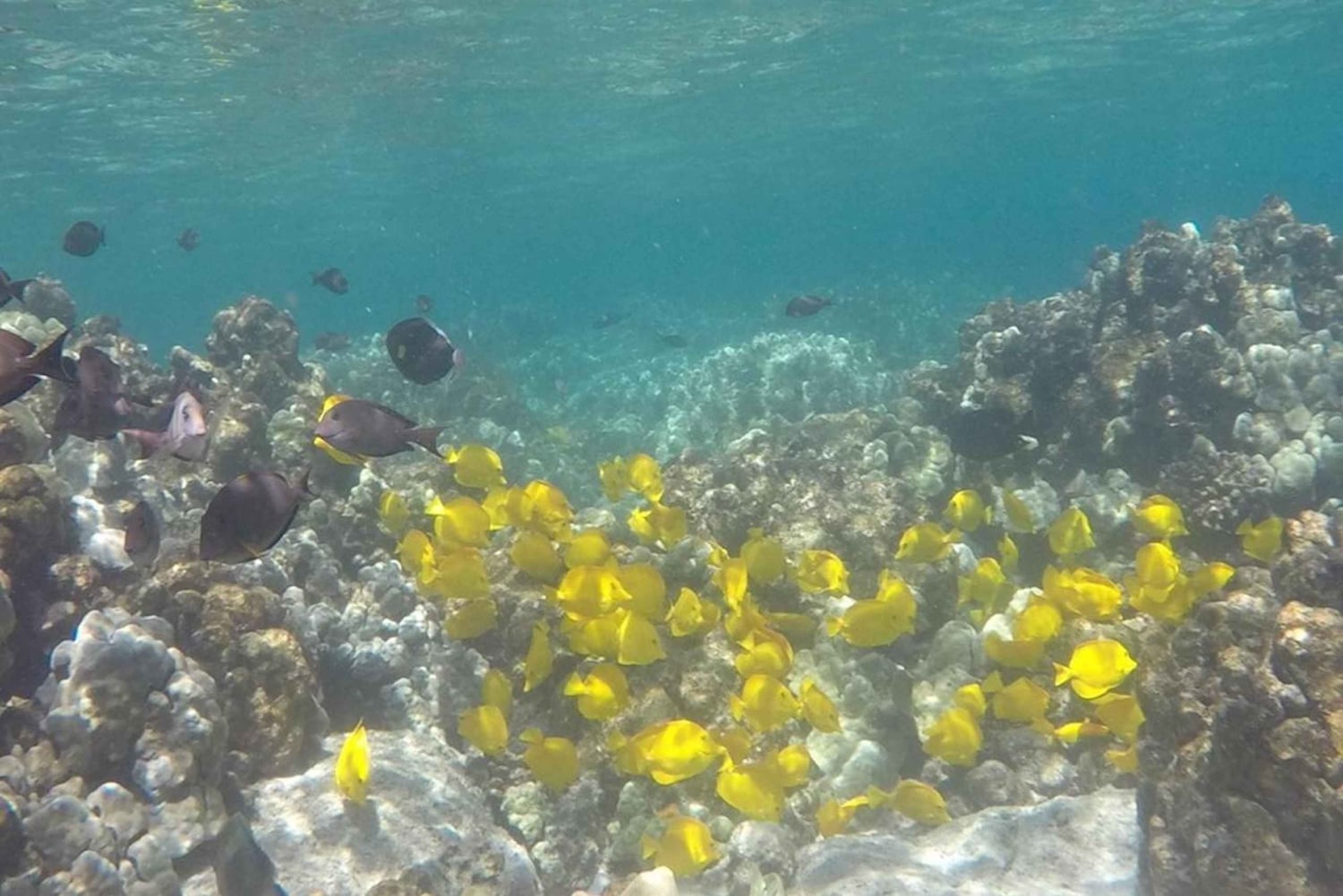 Kailua-Kona: Snorkelen en zeilen in Kealakekua Bay met lunch