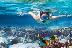 Kailua Kona: Snorkletur i Kealakekua Bay med lunsj