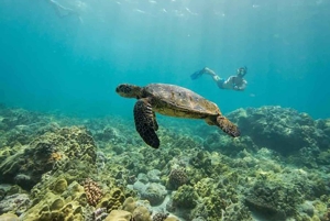 Kailua Kona: Kealakekua Bay Snorkeling Tour with Lunch