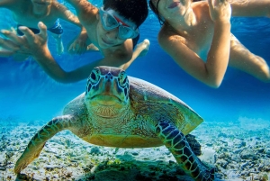 Kailua Kona: Kealakekua Bay Snorkeling Tour with Lunch