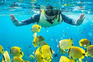 Kailua Kona: Kealakekua Bay Snorkeling Tour with Lunch