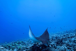 Kailua-Kona: Excursión de snorkel con manta tardía