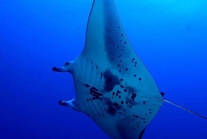 Kailua-Kona: Excursión de snorkel con manta tardía