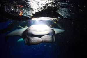 Kailua-Kona: Excursión de snorkel con manta tardía