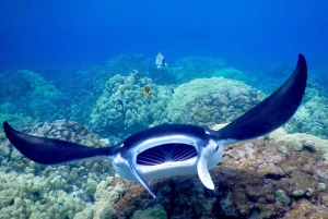 Kailua-Kona: Snorkeleventyr sent om aftenen med Manta Rays