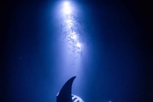 Kailua-Kona: Kailona: Manta Night Dive & Snorkel Boat Trip & Snacks