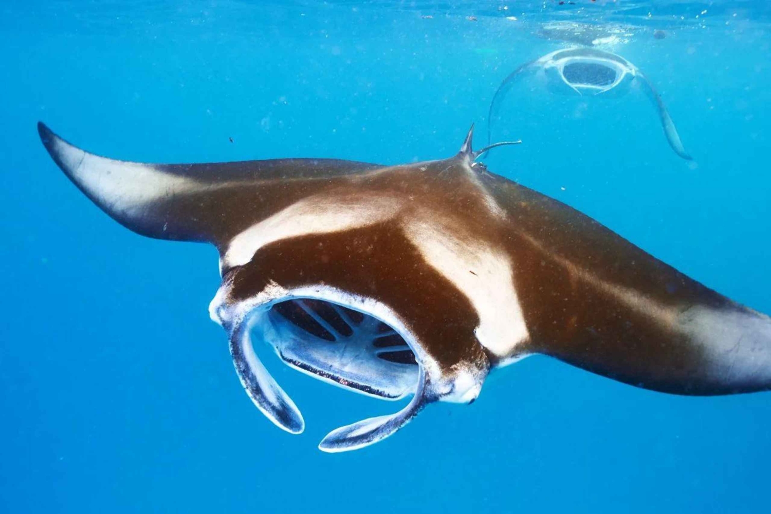 Kailua-Kona: Snorkling med mantarockor på kvällen LITEN GRUPP