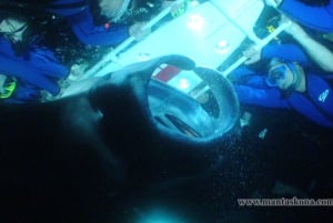 Kailua-Kona: Snorkling med mantarockor på kvällen LITEN GRUPP