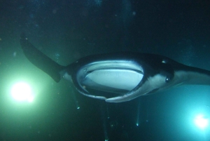 Kailua-Kona: Snorkling med mantarockor på kvällen LITEN GRUPP