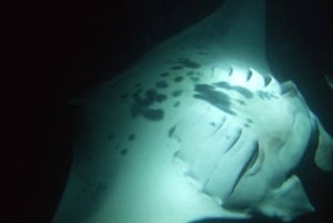 Kailua-Kona: Snorkling med mantarockor på kvällen LITEN GRUPP