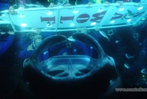 Kailua-Kona: Snorkling med mantarockor på kvällen LITEN GRUPP